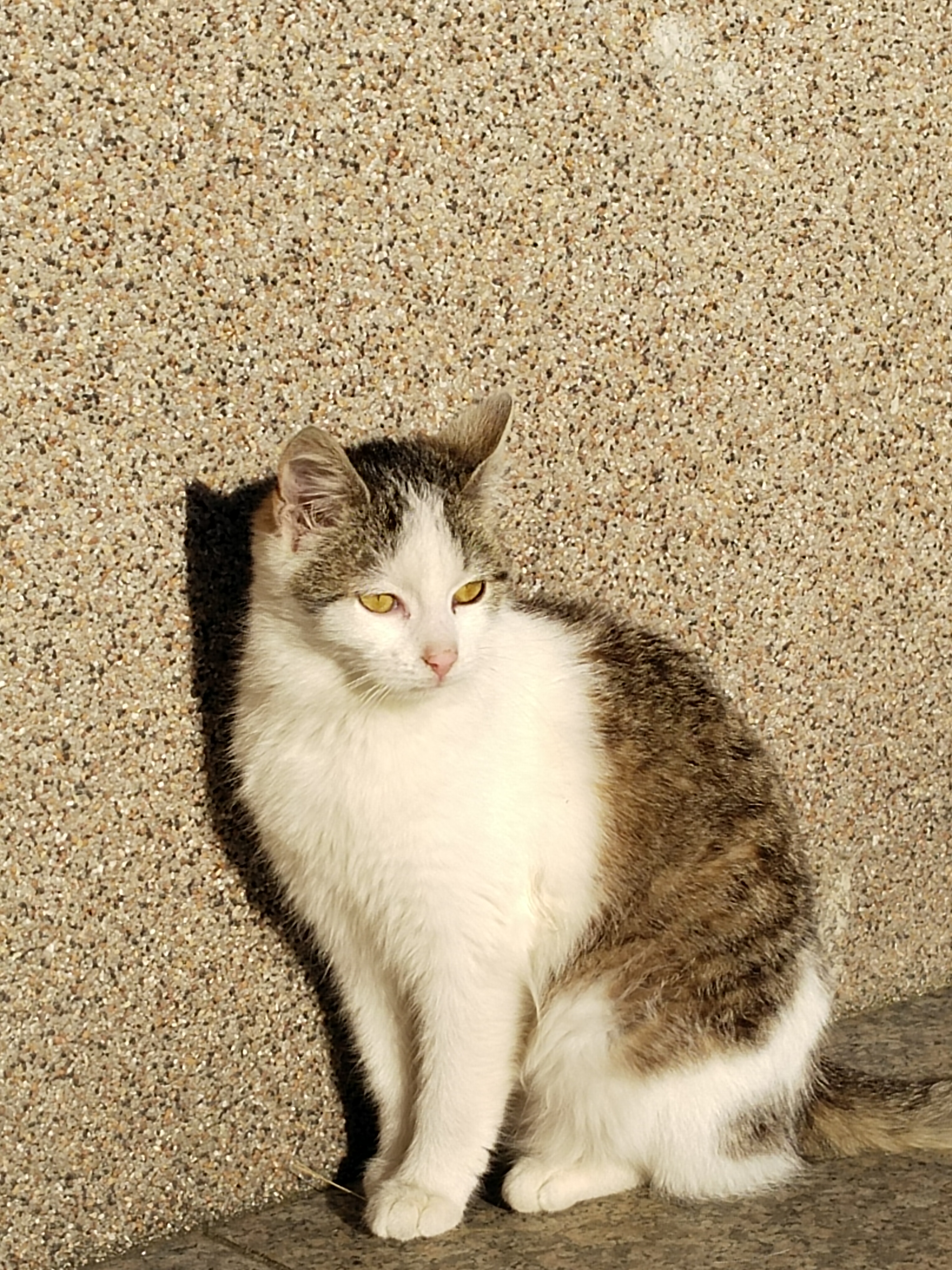 pepa