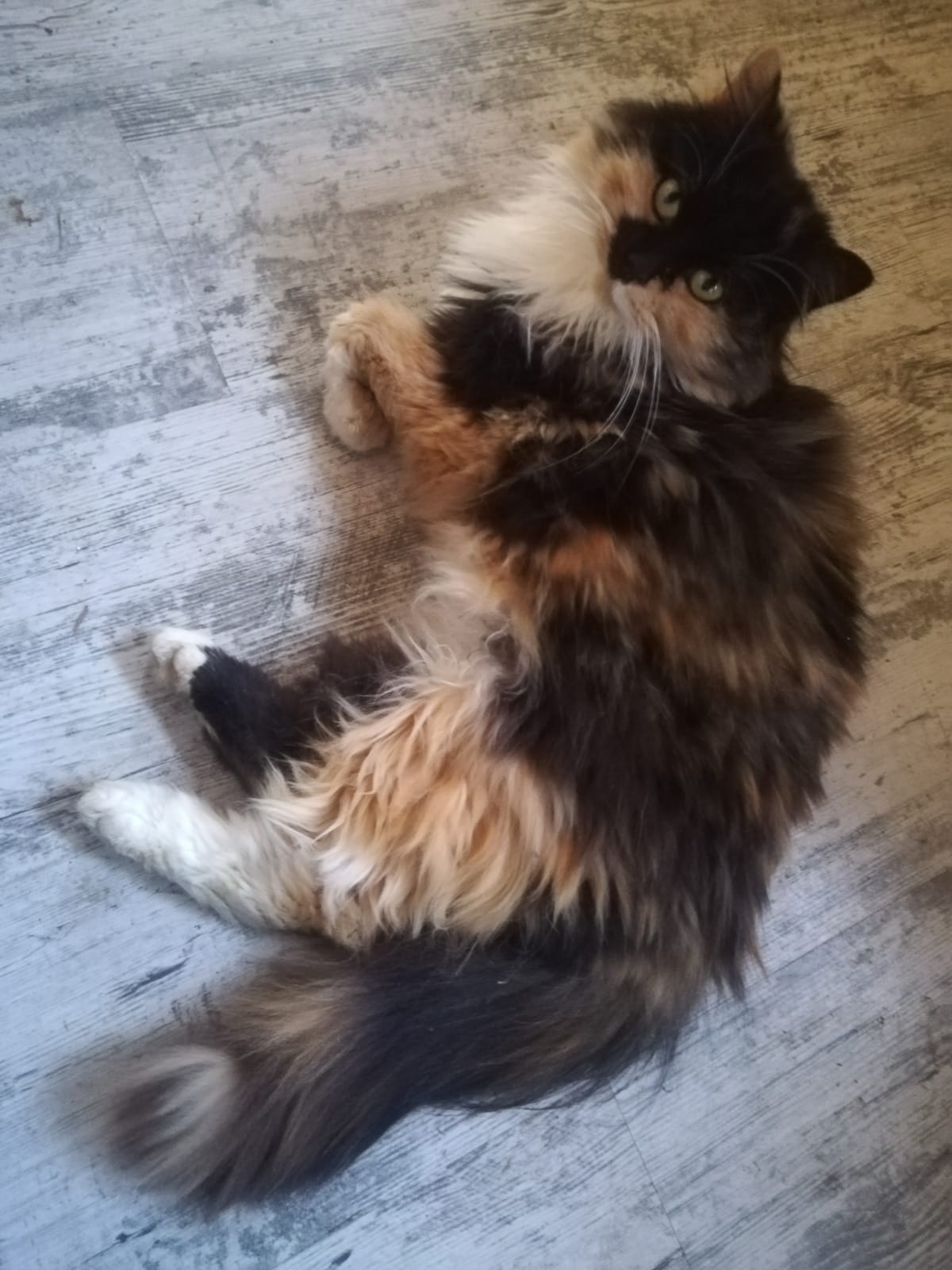 Susi