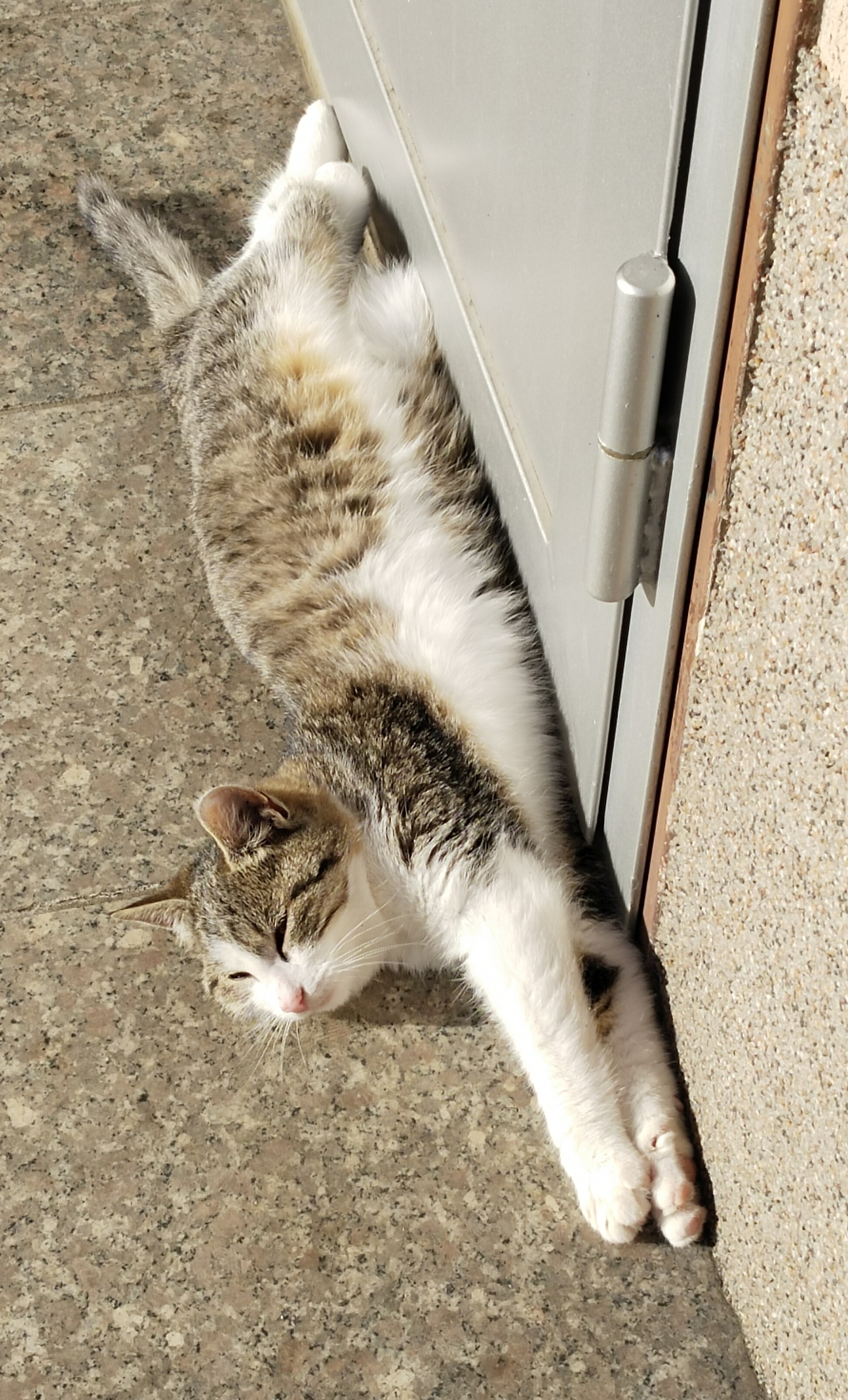 tabsy
